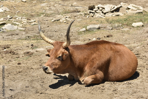 vaca cachena photo