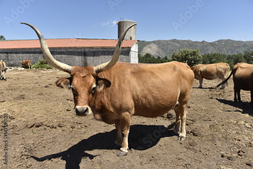 vaca cachena photo