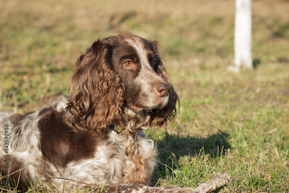 Brown spotted russian spaniel lays on the green grass Brown spotted russian spaniel lays on the green grass