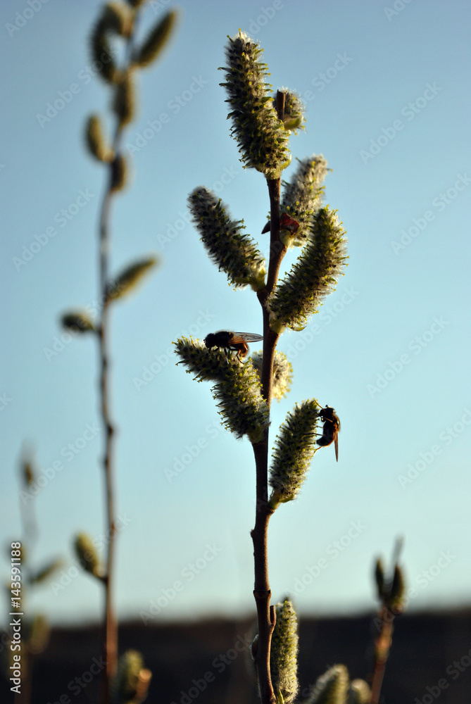 Bees collect nectar on a branch of a blossoming willow, the sunset of a spring sunny day Bees collect nectar on a branch of a blossoming willow, the sunset of a spring sunny day