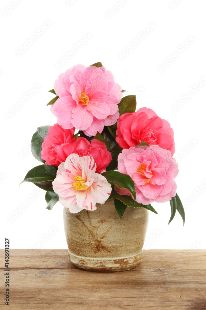 Obraz premium Camellia flower arrangement