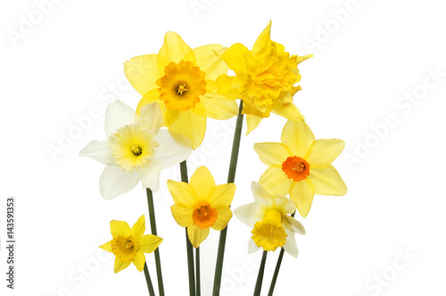 Selection of Daffodil flowers © Richard Griffin