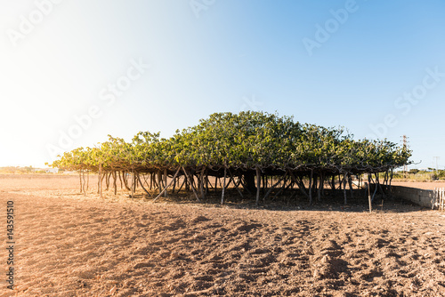 Biggest Fig tree in Formentera. Spain photo