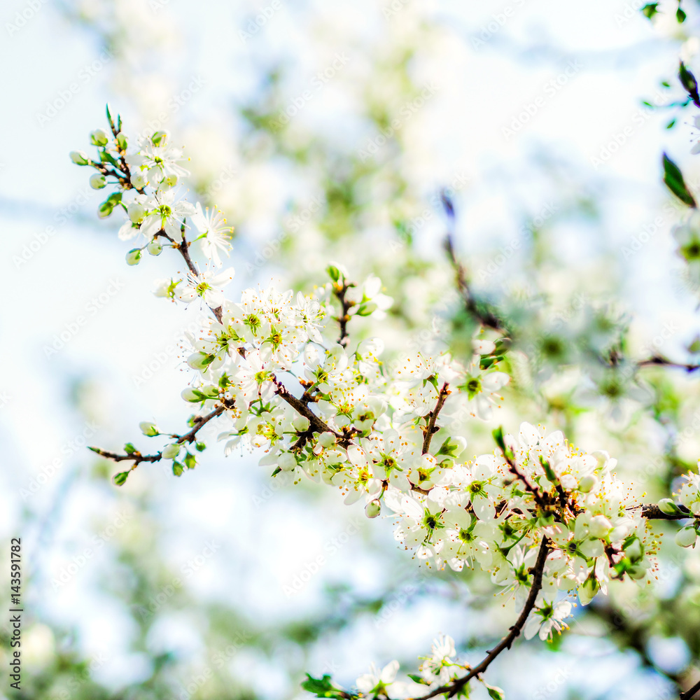 trees white blossoming, spring time trees white blossoming, spring time