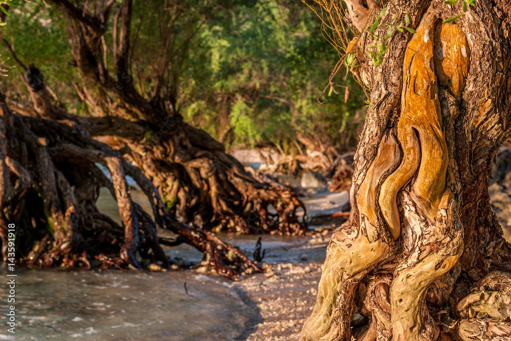 Fototapeta premium Beautiful tree growing in the sea with big impressive polished roots in the water at the morning beach of Thailand