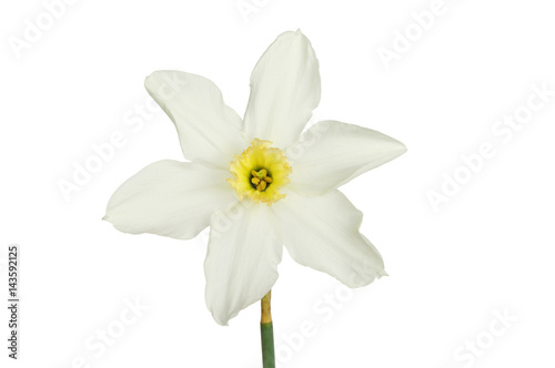 White Daffodil flower