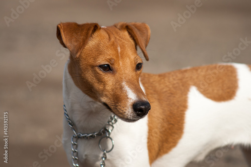 Dog breed Jack Russell © Даяна Куценко