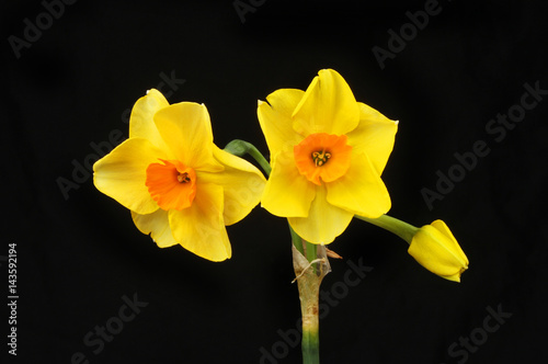 Yellow and orange Daffodils