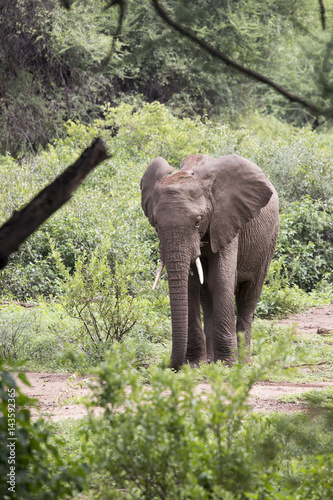 Elephant youth  Lake Manyara  Tanzania