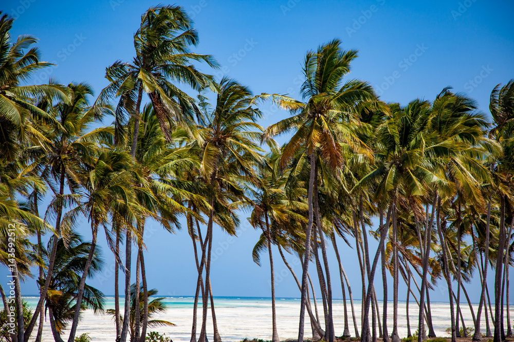 Palm trees on tropical beach of Zanzibar island