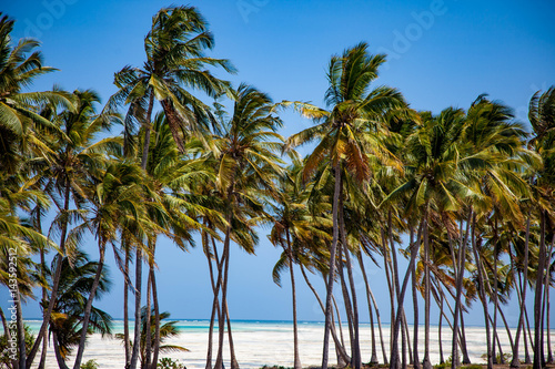 Palm trees on tropical beach of Zanzibar island