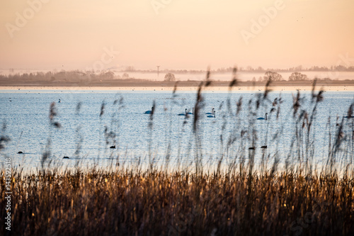 birds nesting in lake in sunrise