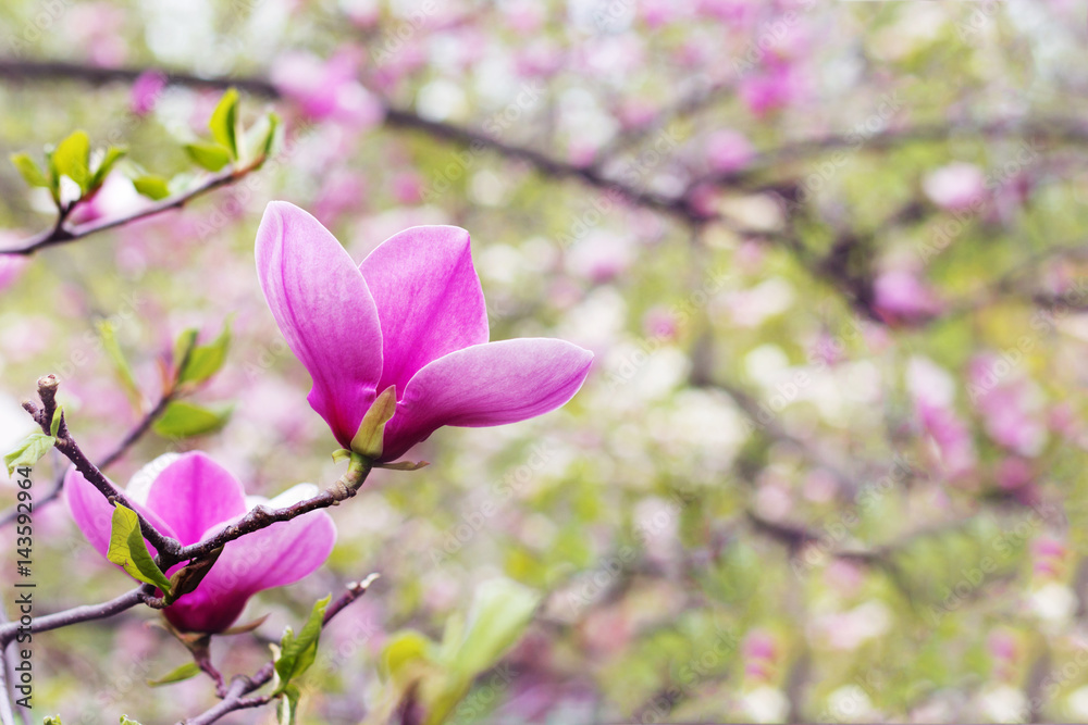 Flower of magnolia tree in spring garden Flower of magnolia tree in spring garden