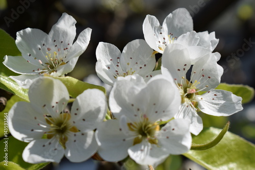  the birth of spring in the garden