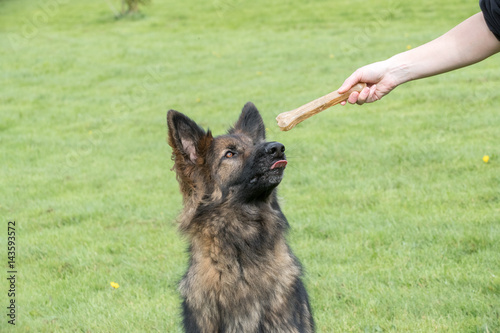 Big dog taking a treat bone from his owner