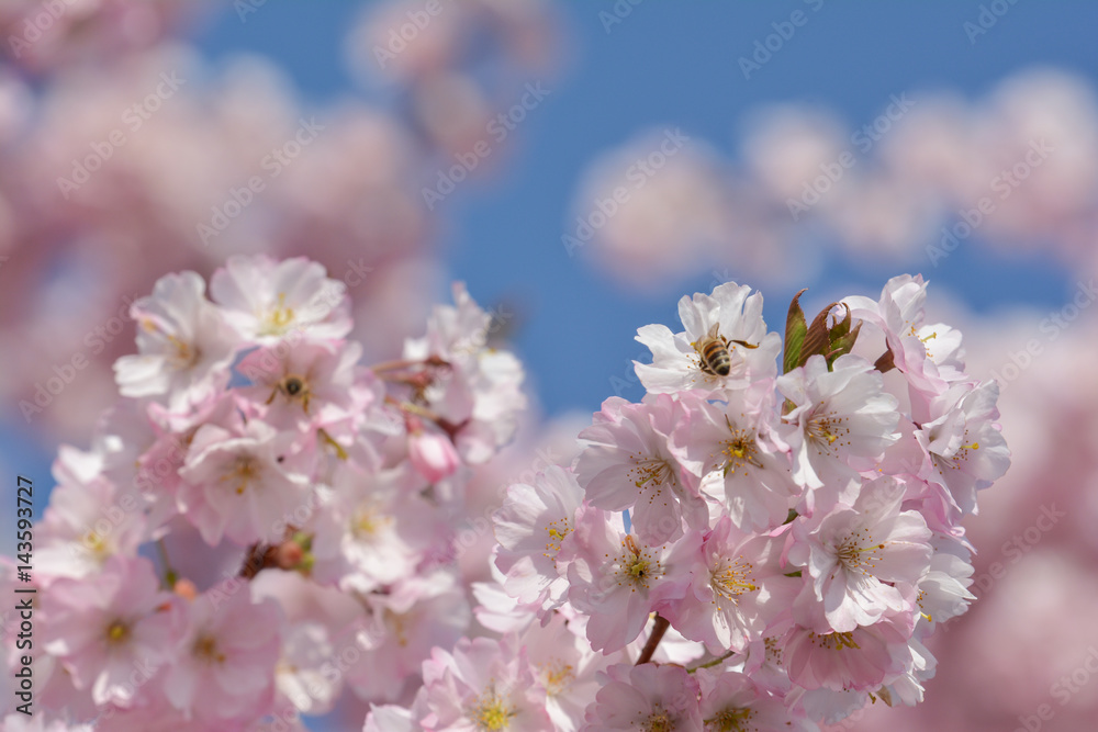 Insekten in der japanischen Kirschblüte
