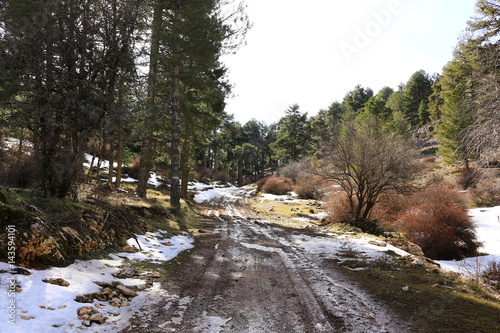 Walking through cold forests
