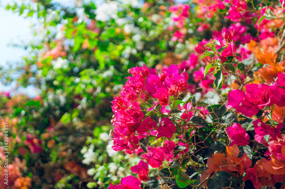 Яркий южный сад. Цветущие ветки яркой бугенвиллеи. Сад в Израиле
