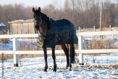 Zareba Mare, walks in the paddock. Winter walk for the nice day. She is relaxing and waiting for the birth of your baby. photo