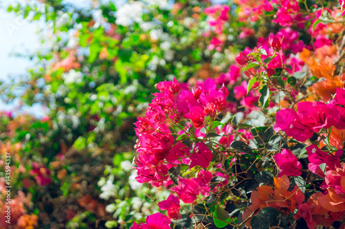 Яркий южный сад. Цветущие ветки яркой бугенвиллеи. Сад в Израиле