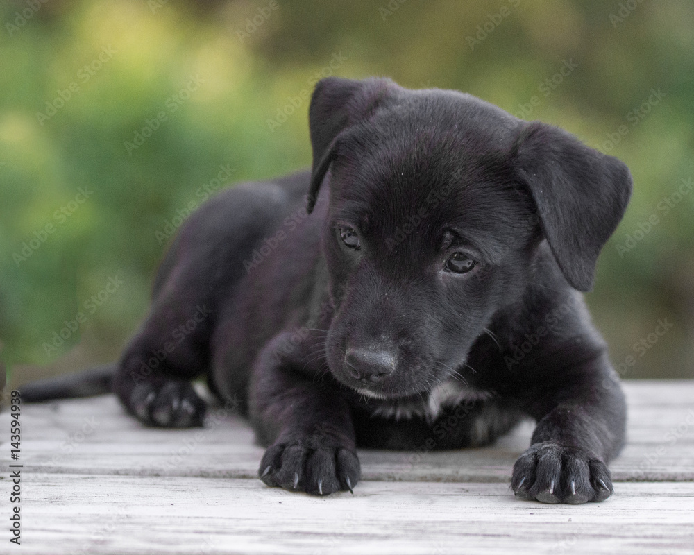Adorable black puppy lying down on a wood platform looking away