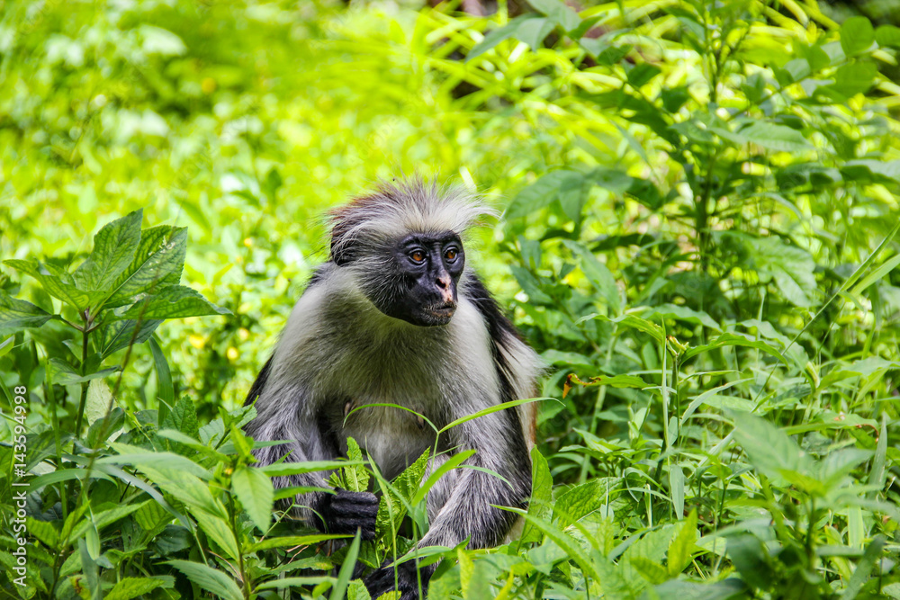 Monkey red colobus Kirk, endemic species to the island of Zanzibar