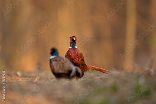 common pheasant, phasianus colchicus, Czech republic