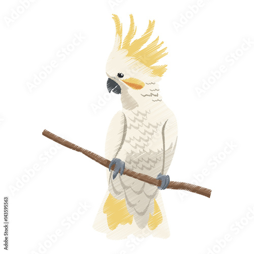 cockatoo exotic bird icon image vector illustration design 