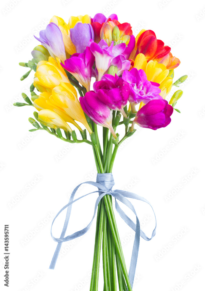 Bunch of fresh freesia flowers close up isolated on white background