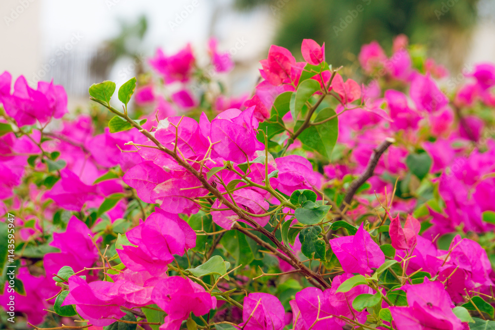 Яркий южный сад. Цветущий кустарник розовой бугенвиллеи