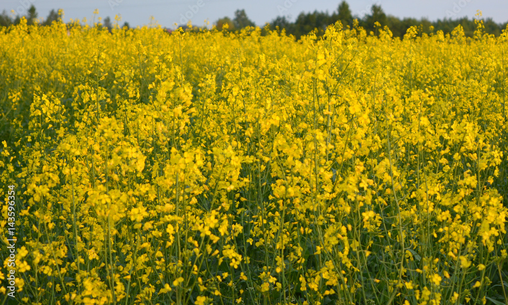 Flowering rape on blue sky background, beautiful spring horizontal landscape Flowering rape on blue sky background, beautiful spring horizontal landscape