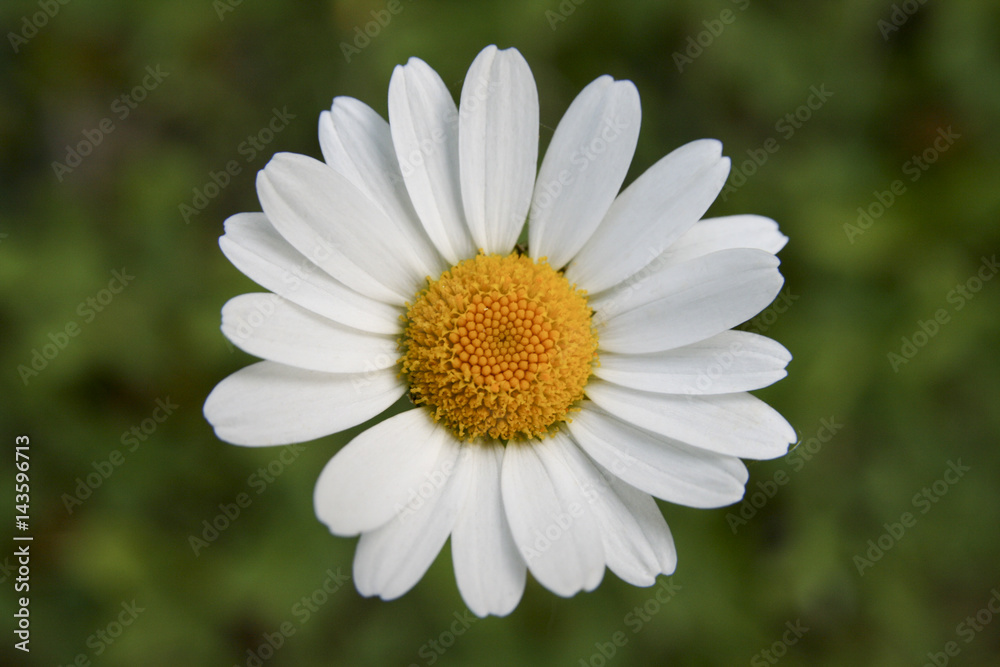 Pretty daisy against an out of focus green background Pretty daisy against an out of focus green background