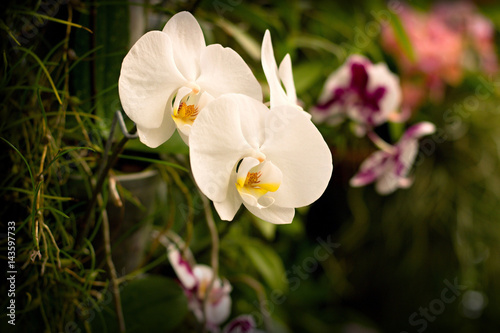 Fototapeta Naklejka Na Ścianę i Meble -  Beautiful blooming orchid in the greenhouse