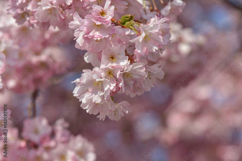 Insekten in der japanischen Kirschblüte Insekten in der japanischen Kirschblüte