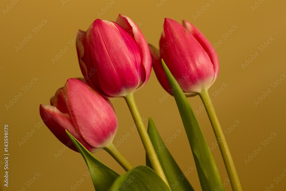 Red tulips - Spring and Easter colored background. Red tulips - Spring and Easter colored background.