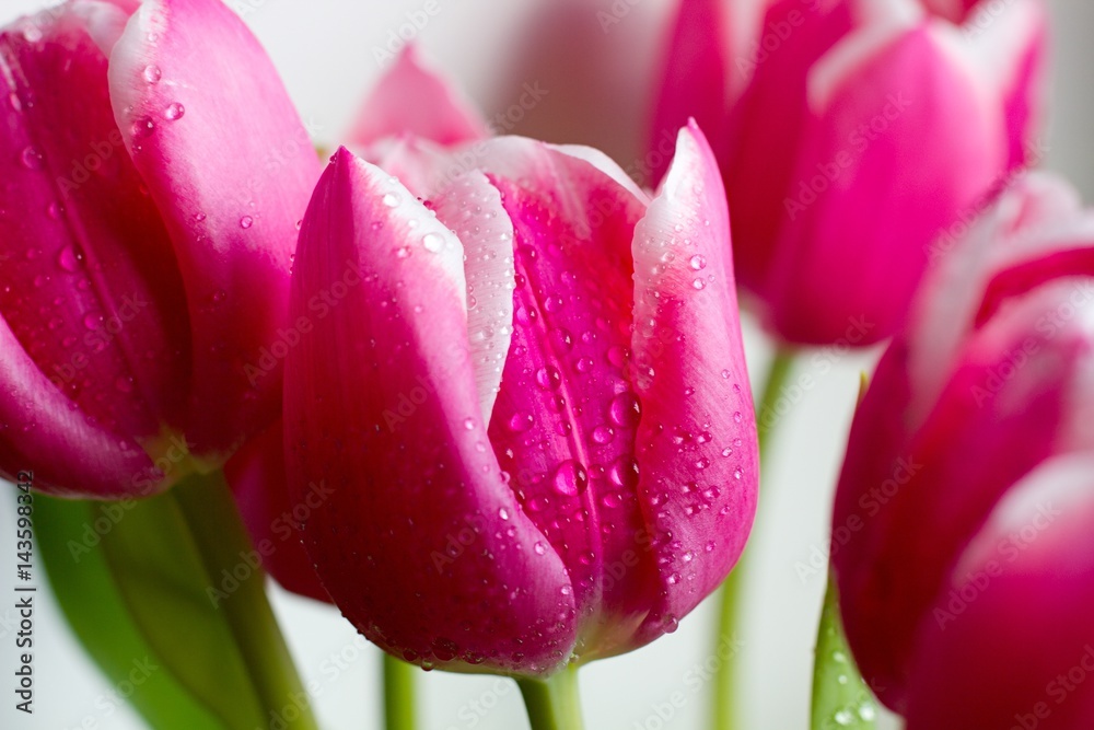 Red tulips - Spring and Easter colored background. Red tulips - Spring and Easter colored background.