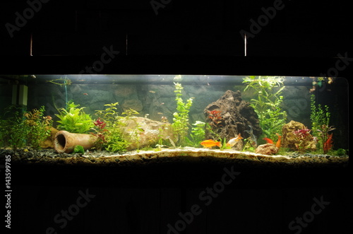 Canvas Print poissons rouges