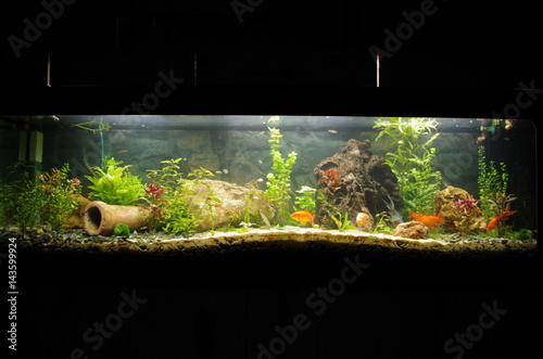 Photography poissons rouges