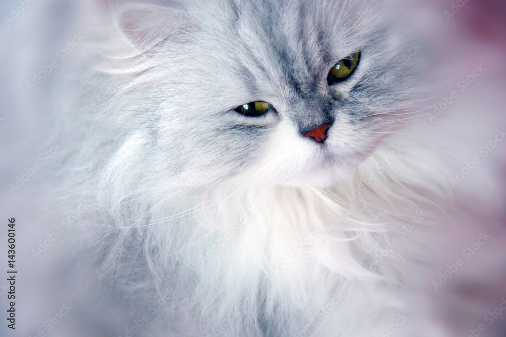 Weiße Perser Katze!