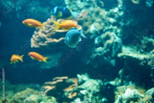 Fototapeta Naklejka Na Ścianę i Meble -  gelbe Fische im Korallenriff