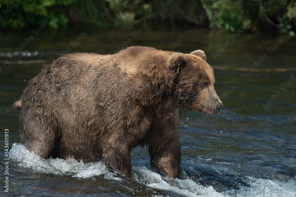 Alaskan brown bear on falls Alaskan brown bear on falls