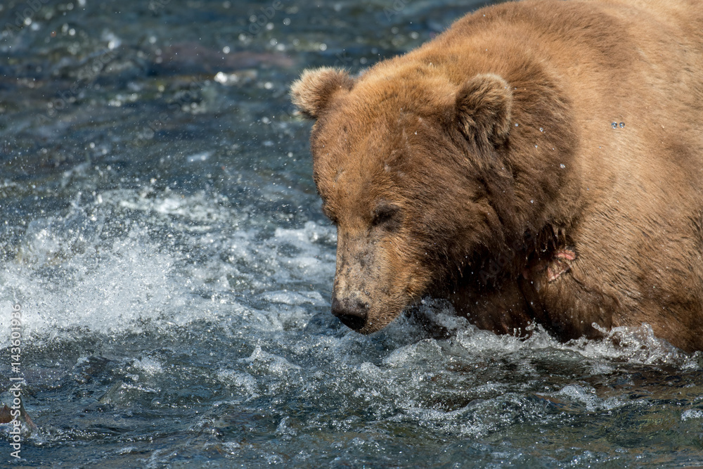 Alaskan brown bear fishing for salmon Alaskan brown bear fishing for salmon