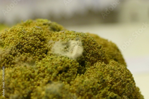 detail of an old spoiled brocoli with white mold