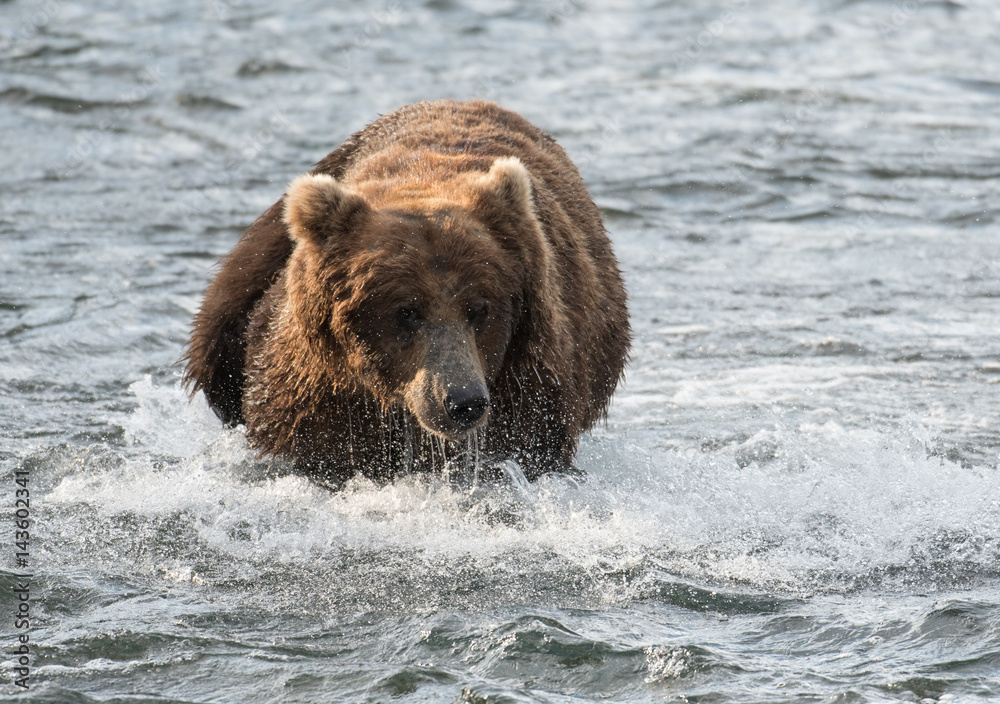 Large brown bear in river Large brown bear in river