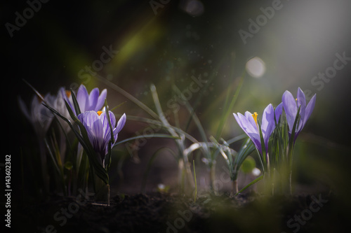 View of magic blooming spring flowers crocus growing in wildlife. Purple crocus growing from earth outside. photo
