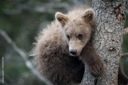 Cute Alaskan brown bear cub