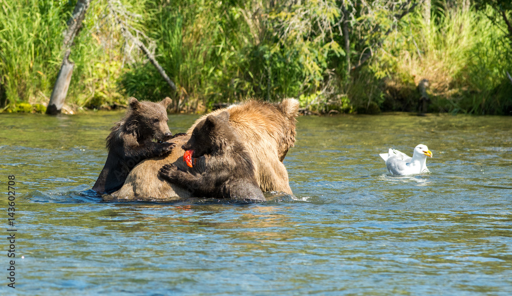 Alaskan brown bear sow and cubs Alaskan brown bear sow and cubs