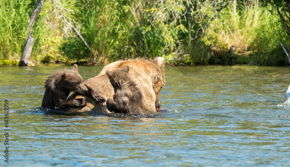 Alaskan brown bear sow and cubs Alaskan brown bear sow and cubs