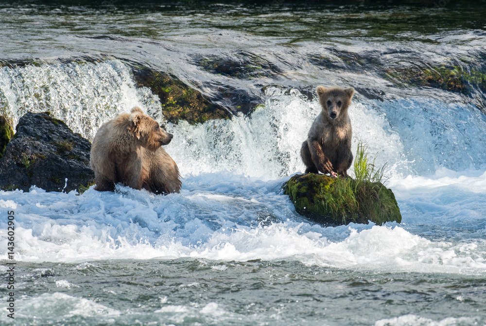 Fototapeta premium Brown bear sow and cub at Brooks Falls