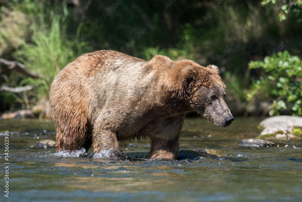 Alaskan brown bear in river
